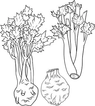 Celery hand drawn vector illustration. Coloring pages. Farm product Stock Illustration