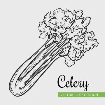 Celery Stock Illustration