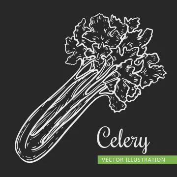 Celery Stock Illustration