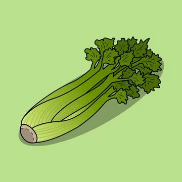 Celery Stock Illustration