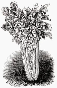 Celery (illustration) Illustrazione stock