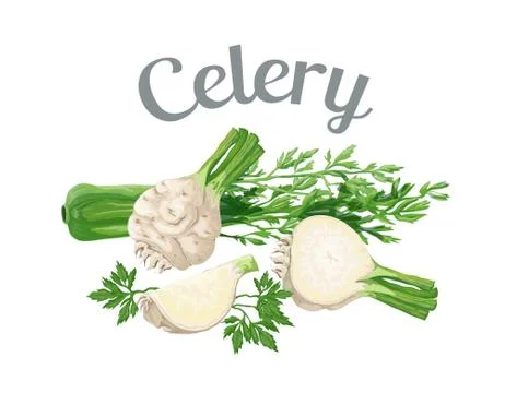 Celery. Isolated objects Illustrazione stock