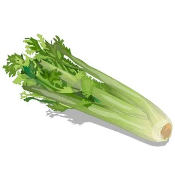Celery isolated vector Stock Illustration