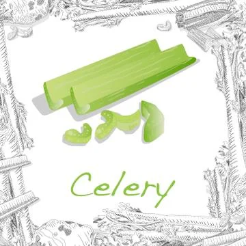 Celery isolated on white backgraund. Vector illustration Stock Illustration