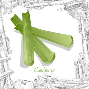 Celery isolated on white backgraund. Vector illustration Stock Illustration