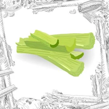 Celery isolated on white backgraund. Vector illustration Stock Illustration