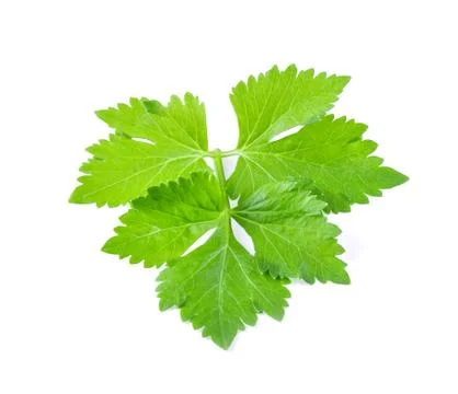 Celery isolated on white background. full depth of field Stock Photos