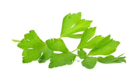 Celery isolated on the white background Stock Photos