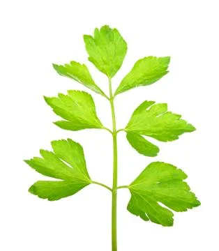 Celery isolated on the white background Stock Photos