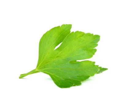 Celery isolated on the white background Stock Photos