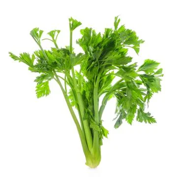 Celery isolated on white background. Stock Photos
