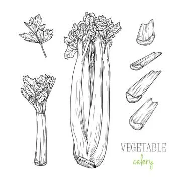 Celery isolated on white background. Vector illustration Stock Illustration