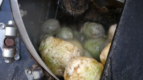 Celery knobs rotating under water streams in a big scoop in an agricultural Stock Footage 157304483