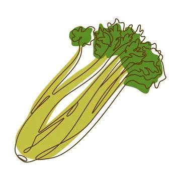 Celery Leaf Aromatic Vegetable Spice Condiment in Line Art Style Stock Illustration