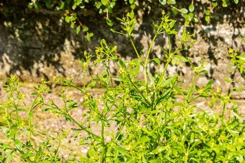 Celery leaf buttercup or Ranunculus Sceleratus plant in Saint Gallen in Swi.. Stock Photos