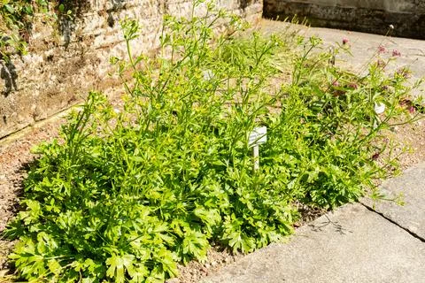 Celery leaf buttercup or Ranunculus Sceleratus plant in Saint Gallen in Swi.. Stock Photos