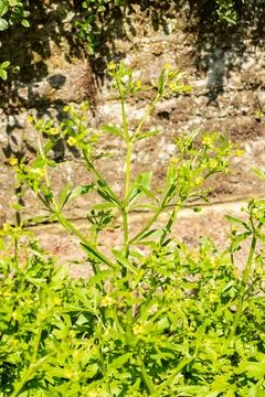 Celery leaf buttercup or Ranunculus Sceleratus plant in Saint Gallen in Swi.. Stock Photos