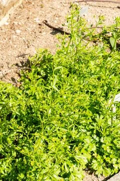 Celery leaf buttercup or Ranunculus Sceleratus plant in Saint Gallen in Swi.. Stock Photos