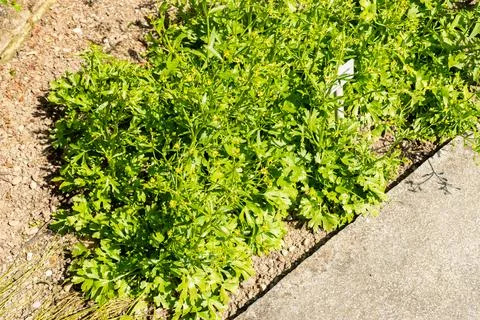 Celery leaf buttercup or Ranunculus Sceleratus plant in Saint Gallen in Swi.. Stock Photos