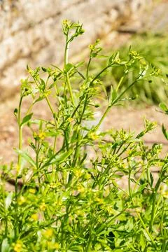 Celery leaf buttercup or Ranunculus Sceleratus plant in Saint Gallen in Swi.. Stock Photos