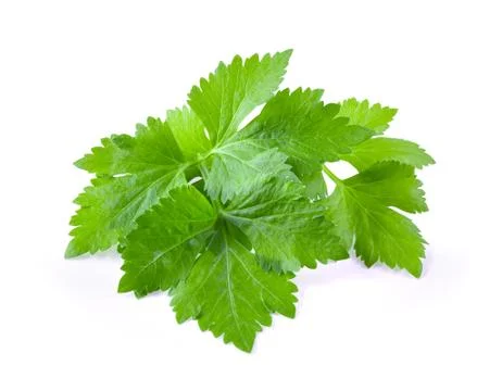 Celery leaf isolated on white background Stock Photos
