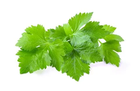 Celery leaf isolated on white background Stock Photos