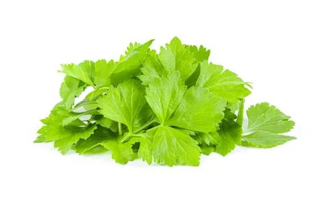 Celery leaf isolated on white background. Stock Photos