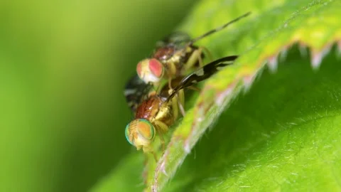 Celery Leaf Mining Fly, Celery Fly, Euleia heraclei - pair during copulation Stock-Footage 153310259