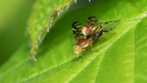 Celery Leaf Mining Fly, Celery Fly, Euleia heraclei - pair during copulation Stock Footage 153310512