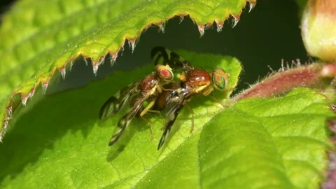 Celery Leaf Mining Fly, Celery Fly, Euleia heraclei - pair during copulation Stock Footage 153310513