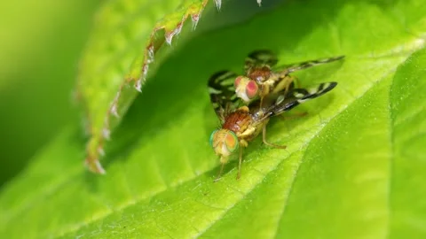 Celery Leaf Mining Fly, Celery Fly, Euleia heraclei - pair during copulation Stock-Footage 153311260