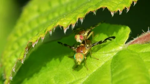 Celery Leaf Mining Fly, Celery Fly, Euleia heraclei - pair during copulation Video stock 153311480
