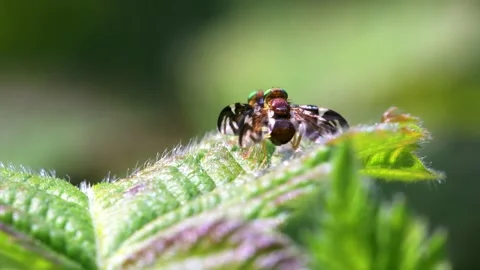 Celery Leaf Mining Fly, Celery Fly, Euleia heraclei - pair during copulation Stock Footage 153312521