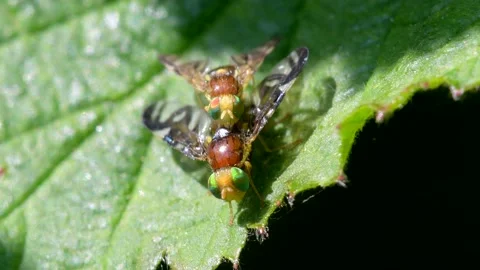 Celery Leaf Mining Fly, Celery Fly, Euleia heraclei - pair during copulation Video stock 153389548