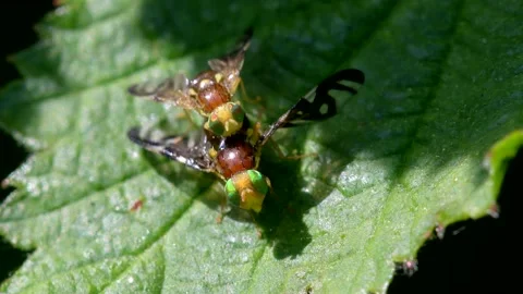 Celery Leaf Mining Fly, Celery Fly, Euleia heraclei - pair during copulation Stock Footage 153389847