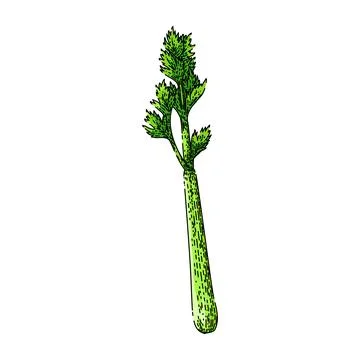 Celery leaf sketch hand drawn vector Illustrazione stock