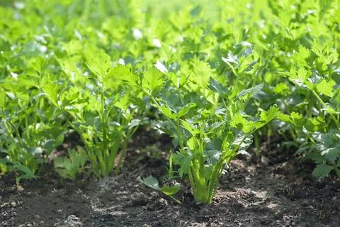 Celery leaf vegetable farm soil vegetable garden, organic spring onion vege.. Stock Photos