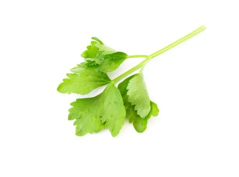 Celery leaf on white background Stock Photos