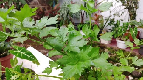 Celery leaves Stock Footage 308926341