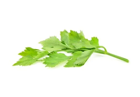 Celery leaves isolated on white background Stock Photos