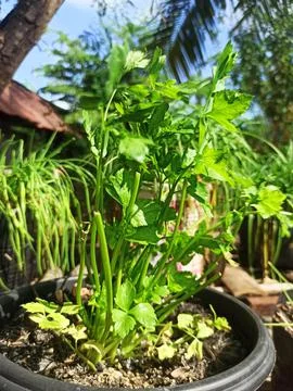 Celery leaves Stock Photos