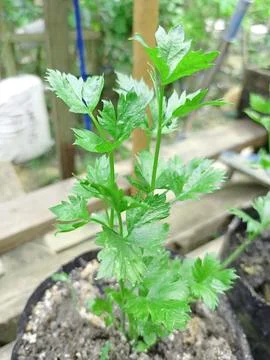 Celery Leaves Stock Photos