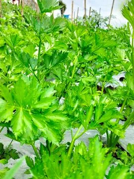 Celery leaves Stock Photos