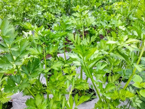 Celery leaves Stock Photos