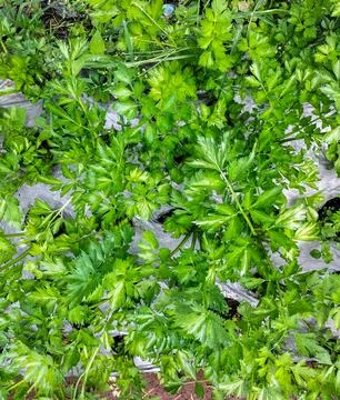 Celery leaves Stock Photos