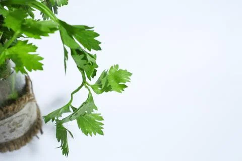 Celery leaves with a white background Stock Photos