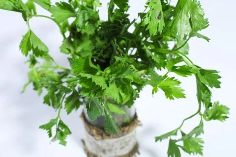 Celery leaves with a white background Stock Photos