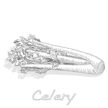 Celery monochrome vector illustration isolated on white backgrond. Stock Illustration