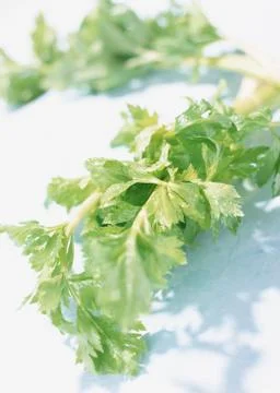 Celery Stock Photos