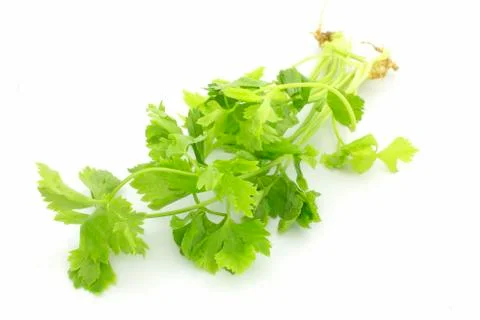 Celery Stock Photos